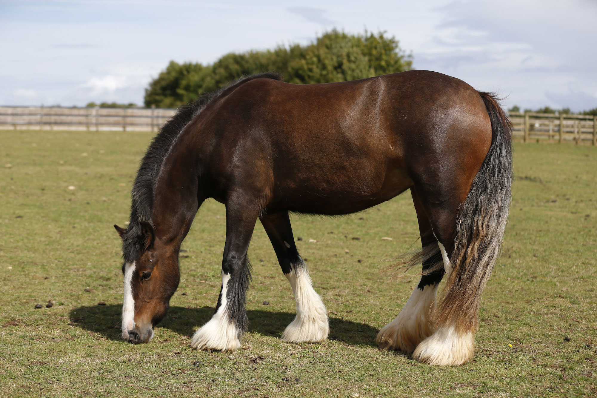 Equestrian Rubber Surfaces for Your Horses' Comfort and Wellbeing
