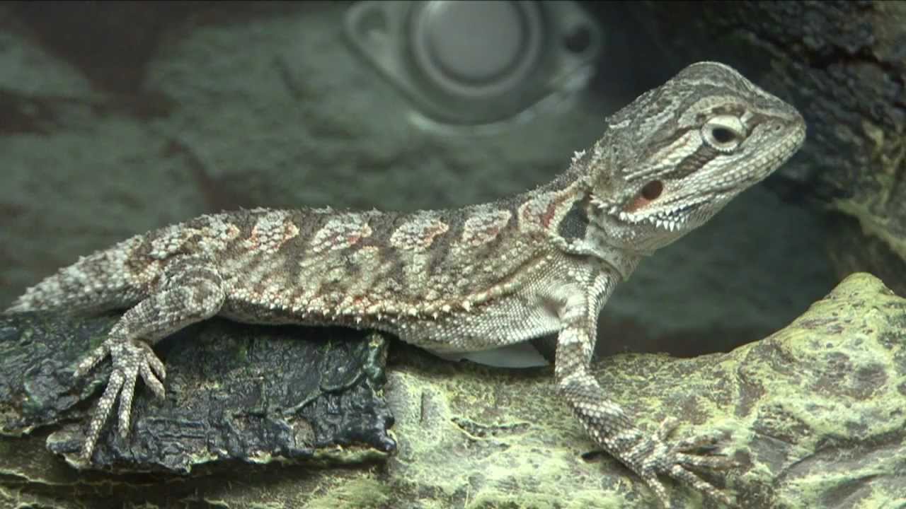 A Guide For Breeding Bearded Dragons - Planned or Unplanned Breeding