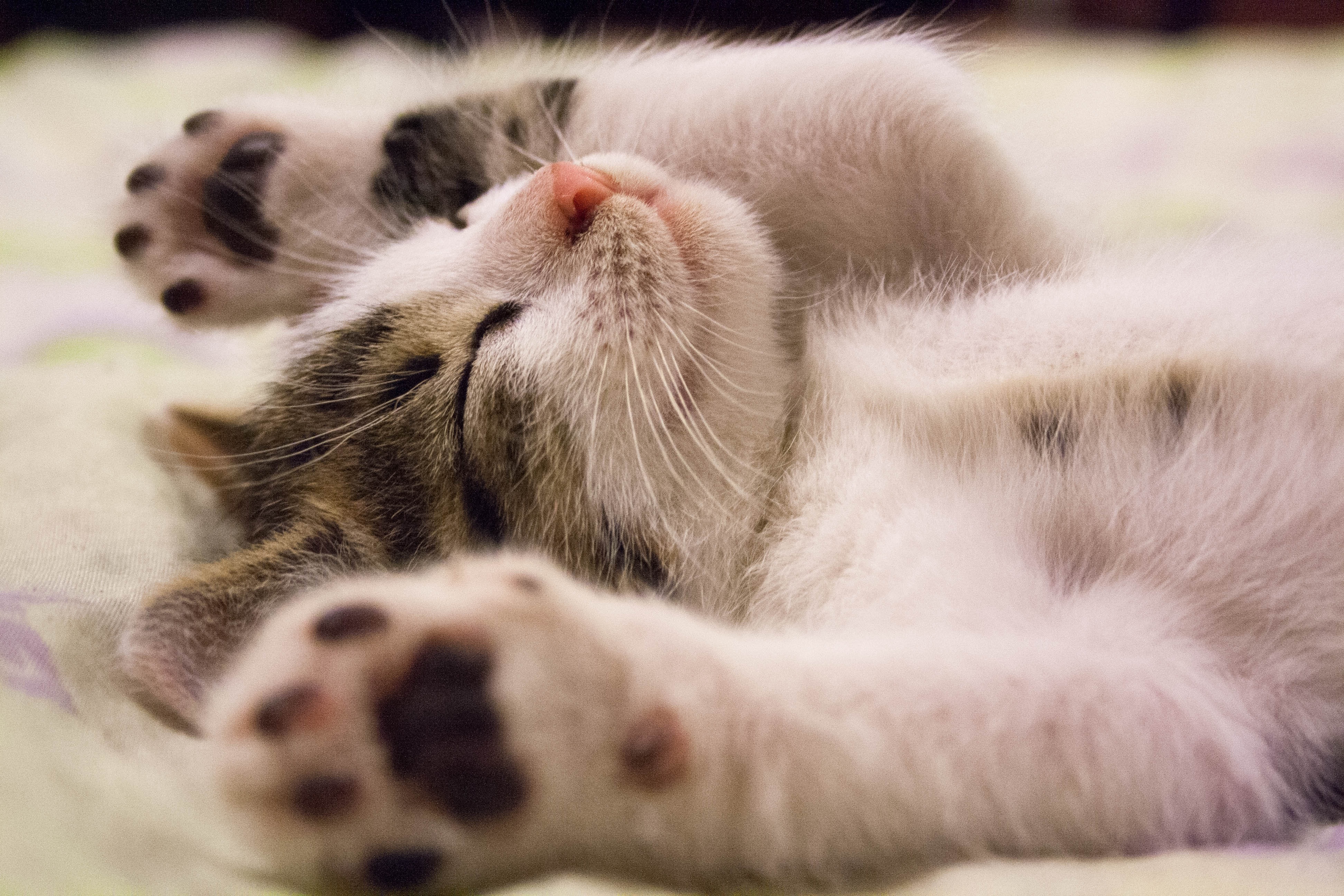 What You Should Know About Cats Before Getting One Home