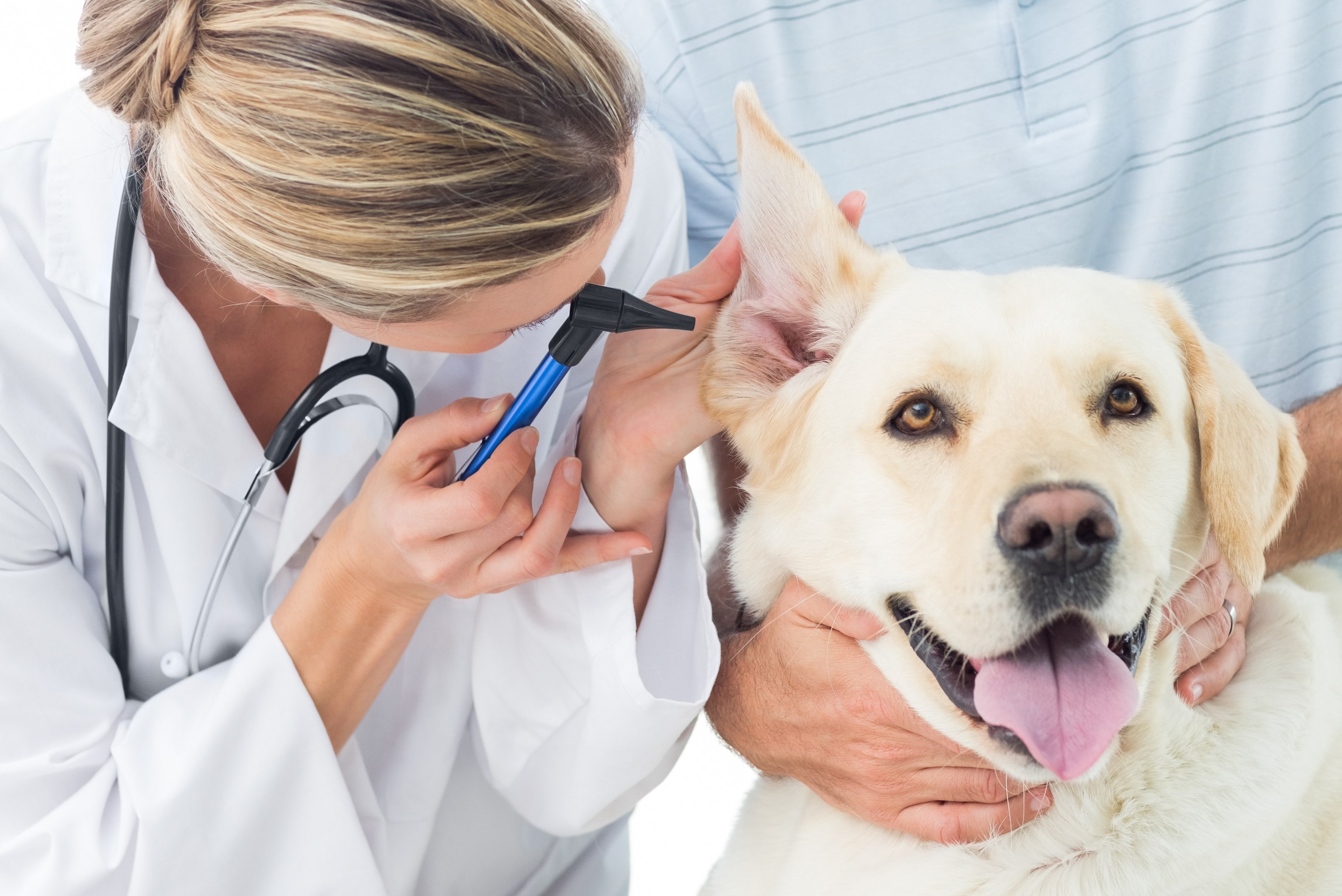 Why You Need Emergency Vet in Adelaide? A Look at Reasons